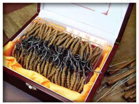 临洮冬虫夏草回收